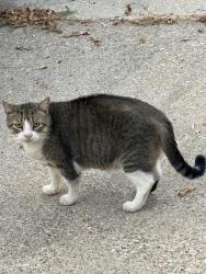 Found/Stray Unknown Cat last seen Near the dead end of Oregon Ave, Dallas, TX 75203