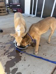 Found/Stray Female Dog last seen Avalon Ave, Yucca Valley, CA 92284