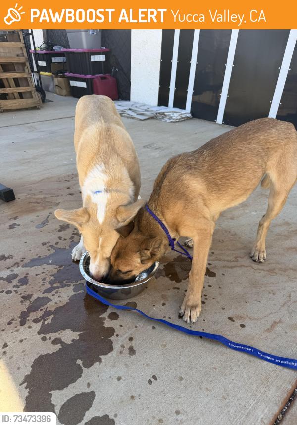 Found/Stray Female Dog last seen Avalon Ave, Yucca Valley, CA 92284