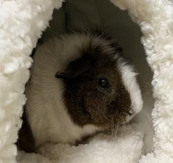 Shelter Stray Male Guinea pig last seen , , CA, 1101 29th Ave, Oakland, CA 94601, USA