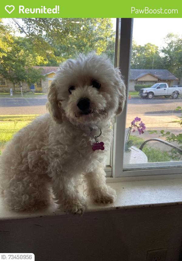 Reunited Female Dog last seen Longspur and Oriole, Austin, TX 78753