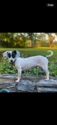 Reunited Female Dog last seen Near Tilthammer Mill Rd, Boyce, VA 22620