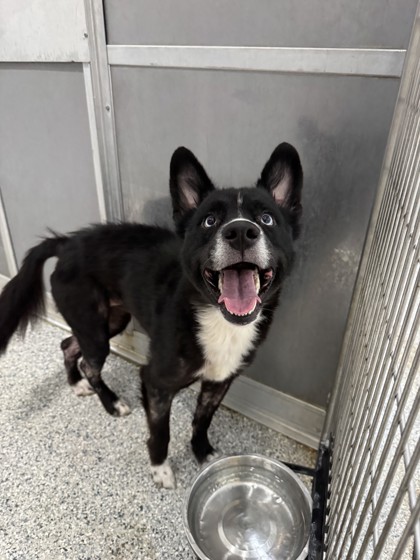 Shelter Stray Female Dog last seen Near Misty Meadows, Zone 1, TX, 8755 Farm to Market 1516, Converse, TX 78109, USA