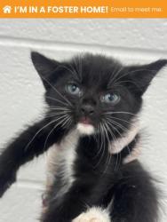 Shelter Stray Female Cat last seen Near Yellowwood ave, 21209, MD, 2490 Giles Rd, Baltimore, MD 21225, USA