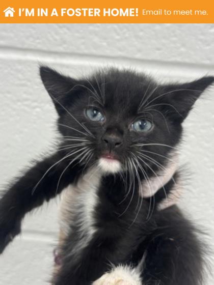 Shelter Stray Female Cat last seen Near Yellowwood ave, 21209, MD, 2490 Giles Rd, Baltimore, MD 21225, USA