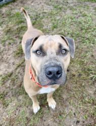Shelter Stray Male Dog last seen S Stoneridege Dr, Homosassa, FL, 4030 S Airport Rd, Inverness, FL 34450, USA