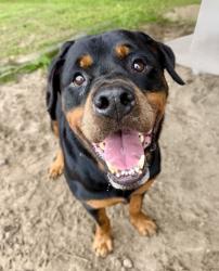 Shelter Stray Male Dog last seen TRAIL13, Lecanto, FL, 4030 S Airport Rd, Inverness, FL 34450, USA