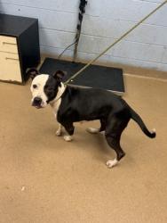 Shelter Stray Female Dog last seen Near Nimblewood Way Stone Mountain, GA 30088, 30088, GA, 3280 Chamblee Dunwoody Rd, Chamblee, GA 30341, USA