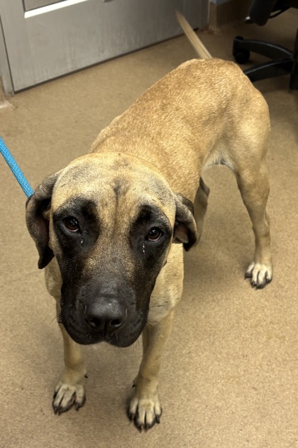 Shelter Stray Female Dog last seen Near Council Street, 30058, GA, 3280 Chamblee Dunwoody Rd, Chamblee, GA 30341, USA