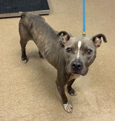 Shelter Stray Female Dog last seen Near Linecrest Way, 30294, GA, 3280 Chamblee Dunwoody Rd, Chamblee, GA 30341, USA