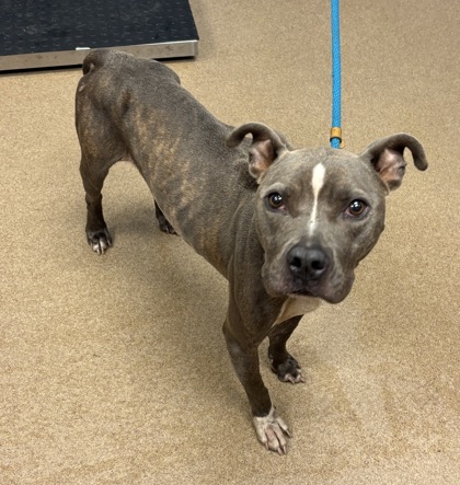 Shelter Stray Female Dog last seen Near Linecrest Way, 30294, GA, 3280 Chamblee Dunwoody Rd, Chamblee, GA 30341, USA