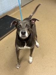 Shelter Stray Male Dog last seen Near Arizona Ave, 30307, GA, 3280 Chamblee Dunwoody Rd, Chamblee, GA 30341, USA