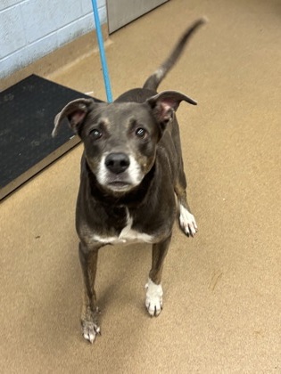 Shelter Stray Male Dog last seen Near Arizona Ave, 30307, GA, 3280 Chamblee Dunwoody Rd, Chamblee, GA 30341, USA
