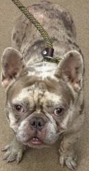 Shelter Stray Male Dog last seen Near Wood Terrace Circle Atlanta, 30340, 30340, GA, 3280 Chamblee Dunwoody Rd, Chamblee, GA 30341, USA