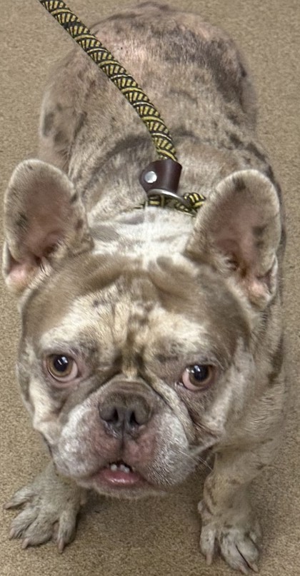 Shelter Stray Male Dog last seen Near Wood Terrace Circle Atlanta, 30340, 30340, GA, 3280 Chamblee Dunwoody Rd, Chamblee, GA 30341, USA