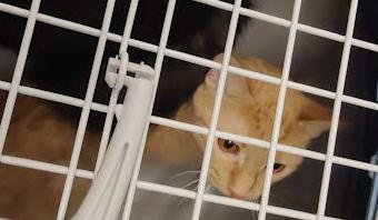 Shelter Stray Unknown Cat last seen Near James B river St Mtn GA 30083, 30083, GA, 3280 Chamblee Dunwoody Rd, Chamblee, GA 30341, USA