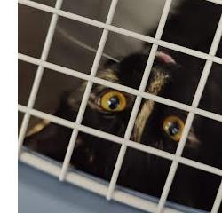 Shelter Stray Unknown Cat last seen Near James B river St Mtn GA 30083, 30083, GA, 3280 Chamblee Dunwoody Rd, Chamblee, GA 30341, USA