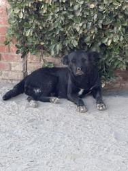 Shelter Stray Female Dog last seen E Britten Ave & Cherry Ave, Fresno Zone Fresno CO 3 93706, CA, 1510 W Dan Ronquillo Dr, Fresno, CA 93706, USA