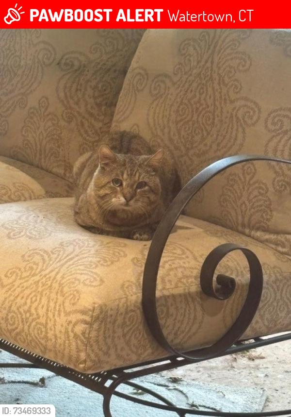 Lost Male Cat last seen 116th St & S Hudson Ct., Watertown, CT 06779