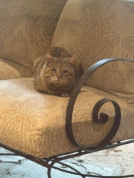 Lost Male Cat last seen 116th St & S Hudson Ct., Watertown, CT 06779