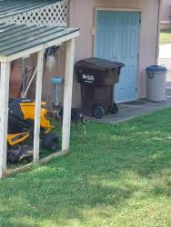 Found/Stray Female Dog last seen 22nd, Cleveland, TN 37312