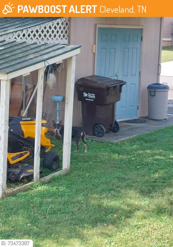Found/Stray Female Dog last seen 22nd, Cleveland, TN 37312