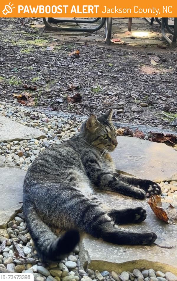 Found/Stray Unknown Cat last seen Kittyhawk road, Jackson County, NC 28789