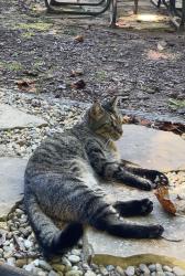 Found/Stray Unknown Cat last seen Kittyhawk road, Jackson County, NC 28789
