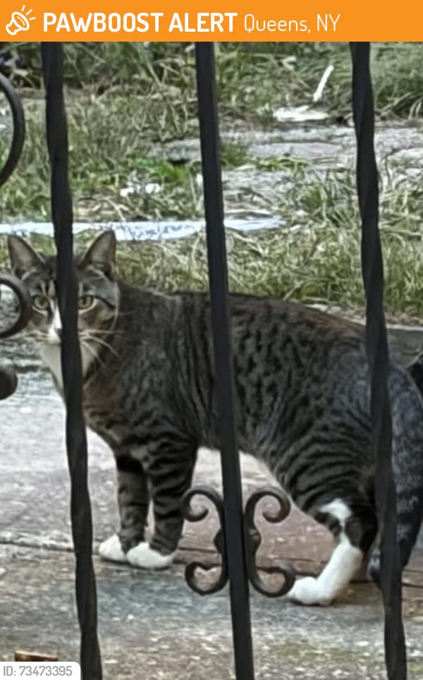 Found/Stray Unknown Cat last seen 41-78 denman st, Queens, NY 11373