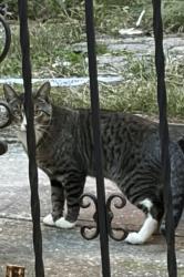 Found/Stray Unknown Cat last seen 41-78 denman st, Queens, NY 11373