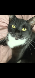 Lost Female Cat last seen Near kings road/ stylecroft road, Buckinghamshire, England 