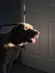 Lost Female Dog last seen copperleaf neighborhood, Centennial, CO 80015
