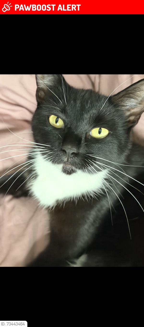 Lost Female Cat last seen Near kings road/ stylecroft road, Buckinghamshire, England 