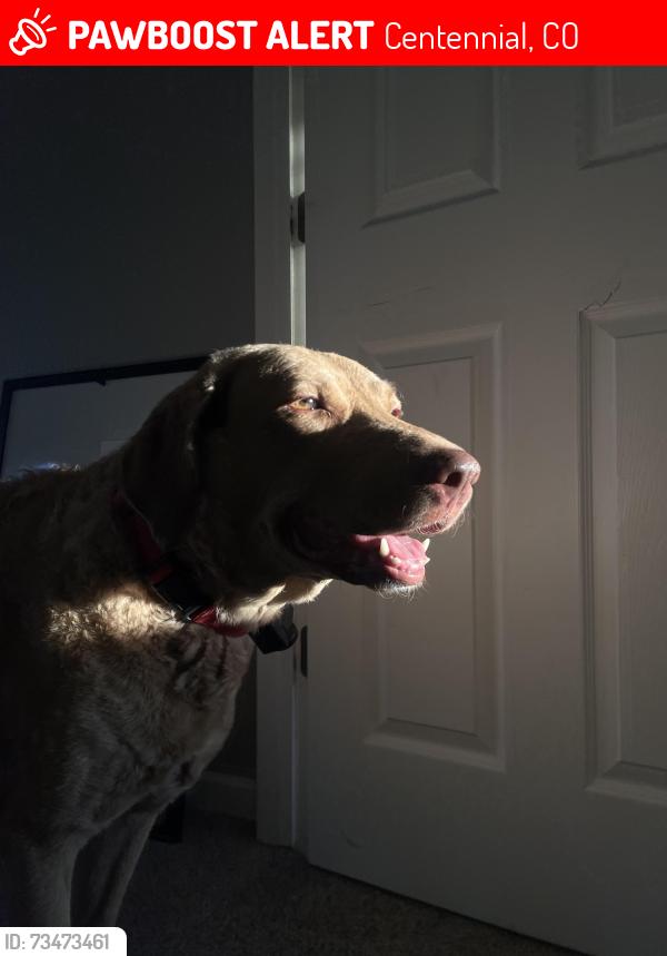 Lost Female Dog last seen copperleaf neighborhood, Centennial, CO 80015