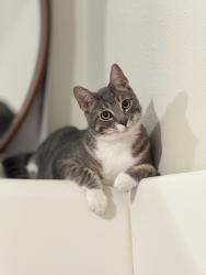 Lost Male Cat last seen Kings ave, village ct., lumsden, bloomingdale, Brandon, FL 33511