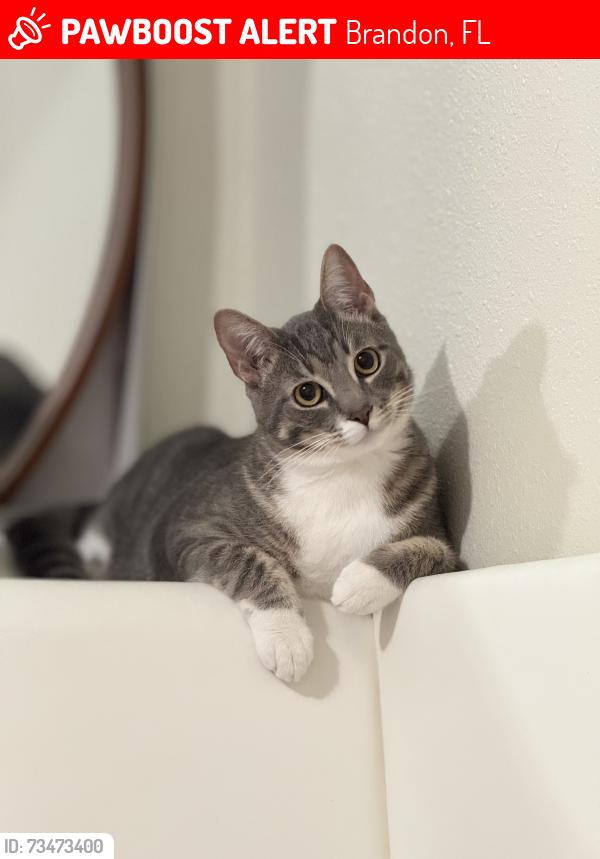Lost Male Cat last seen Kings ave, village ct., lumsden, bloomingdale, Brandon, FL 33511