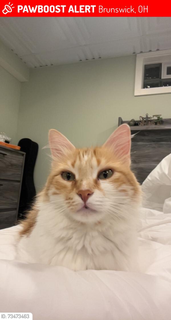 Lost Female Cat last seen Near oxford drive, Brunswick, OH 44212