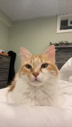 Lost Female Cat last seen Near oxford drive, Brunswick, OH 44212