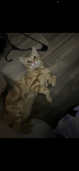 Lost Male Cat last seen Camelback, Phoenix, AZ 85014