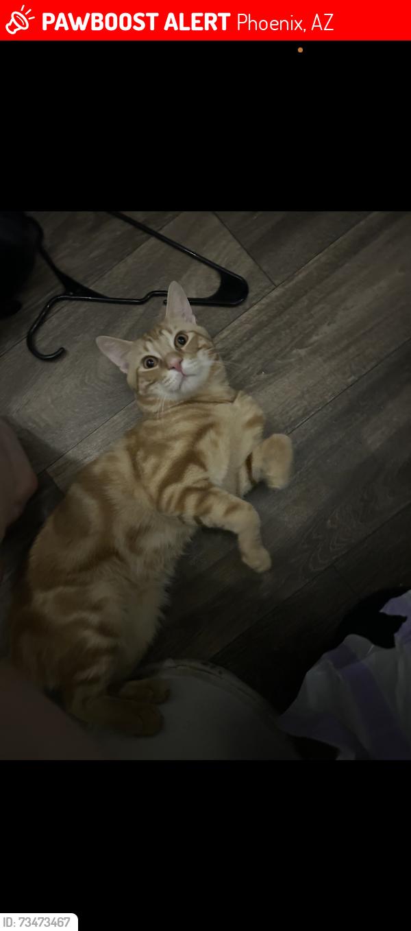 Lost Male Cat last seen Camelback, Phoenix, AZ 85014