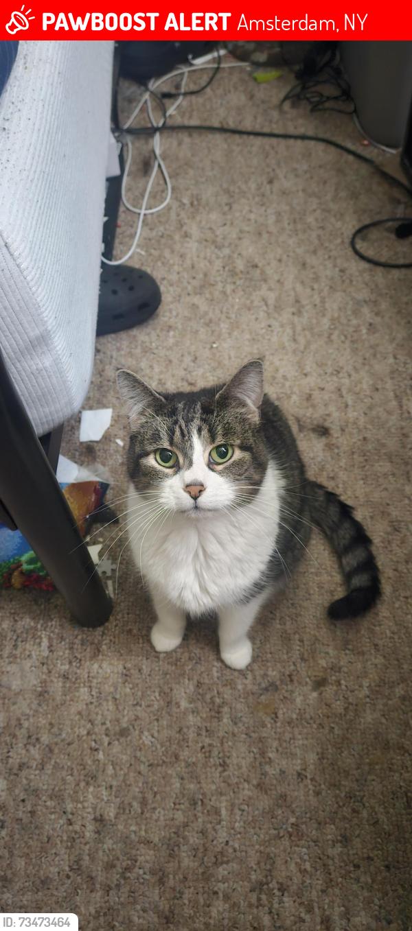 Lost Female Cat last seen Colonial Square apartments, Amsterdam, NY 12010