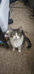 Lost Female Cat last seen Colonial Square apartments, Amsterdam, NY 12010