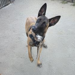 Found/Stray Female Dog last seen Near Long Beach Blvd, Long Beach, CA 90805, Long Beach, CA 90805