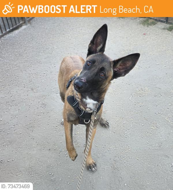 Found/Stray Female Dog last seen Near Long Beach Blvd, Long Beach, CA 90805, Long Beach, CA 90805