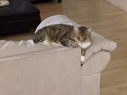 Lost Female Cat last seen Bow Mar Dr, Littleton, CO 80123