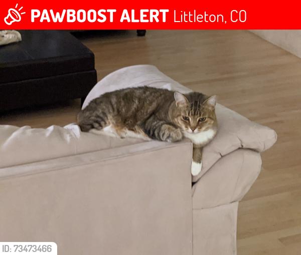 Lost Female Cat last seen Bow Mar Dr, Littleton, CO 80123