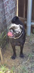 Reunited Unknown Dog last seen Hwy 174 and Lakewood Drive, Burleson, TX 76028