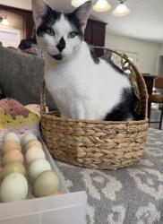 Lost Male Cat last seen Barrineau lane Molino fl, Escambia County, FL 32577