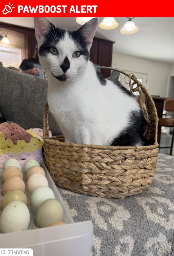 Lost Male Cat last seen Barrineau lane Molino fl, Escambia County, FL 32577