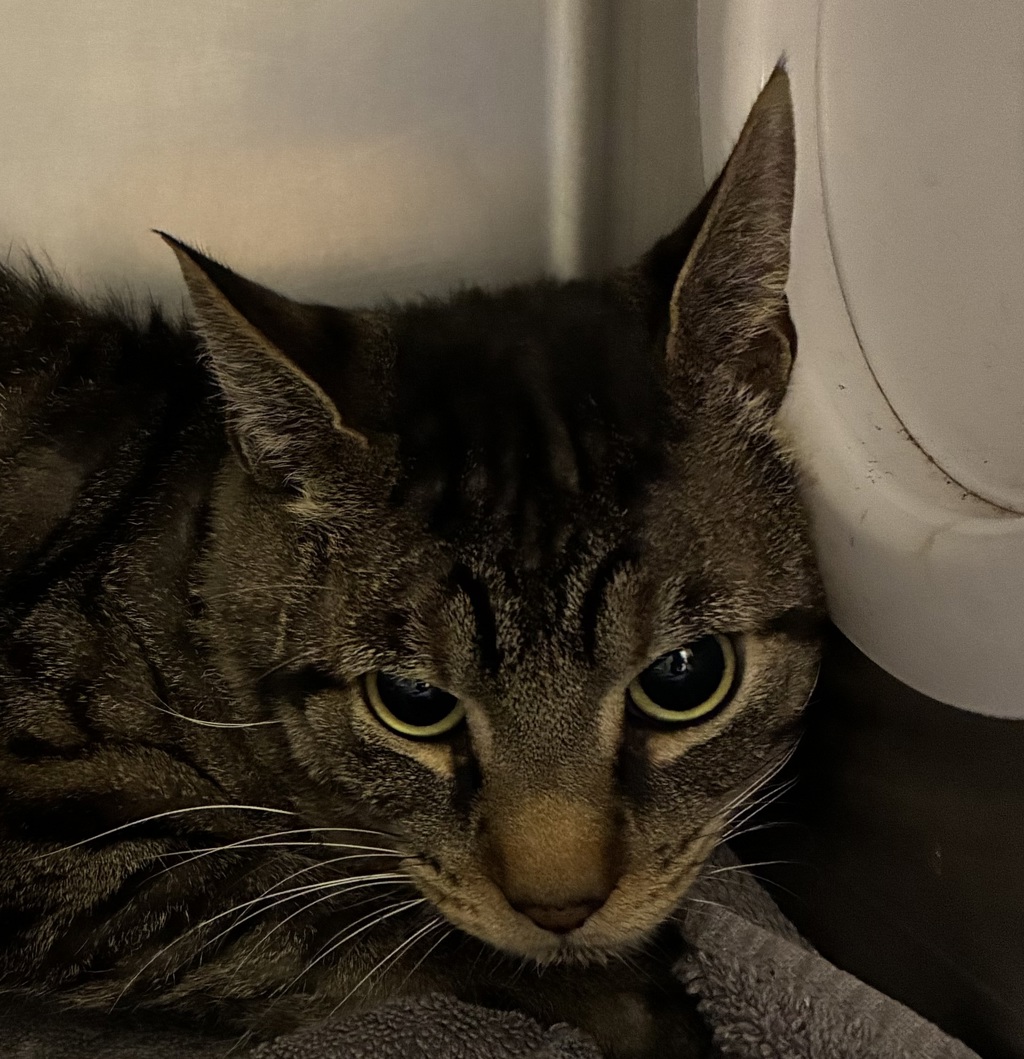 Shelter Stray Male Cat last seen 111th/Division, OR, 1700 W Historic Columbia River Hwy, Troutdale, OR 97060, USA